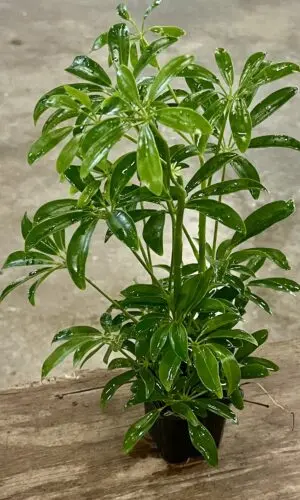 3" Arb