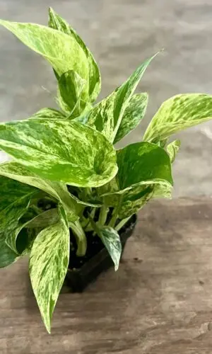 3" Marble Queen