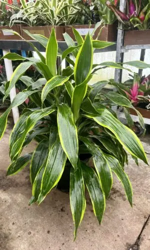 10" Dracaena Art