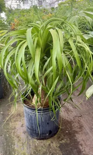10" Palm Ponytail