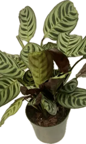4" Calathea Burle Marx