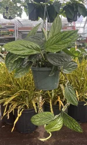 8" HB Monstera Peru