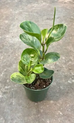 4" Peperomia Marble