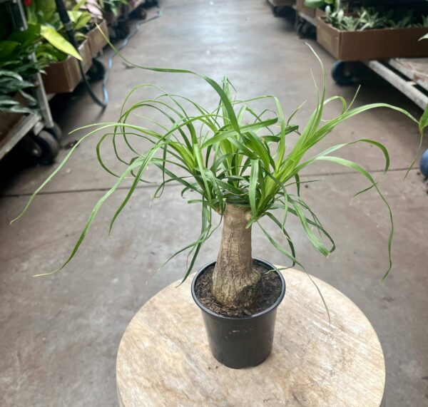 4" Palm Ponytail