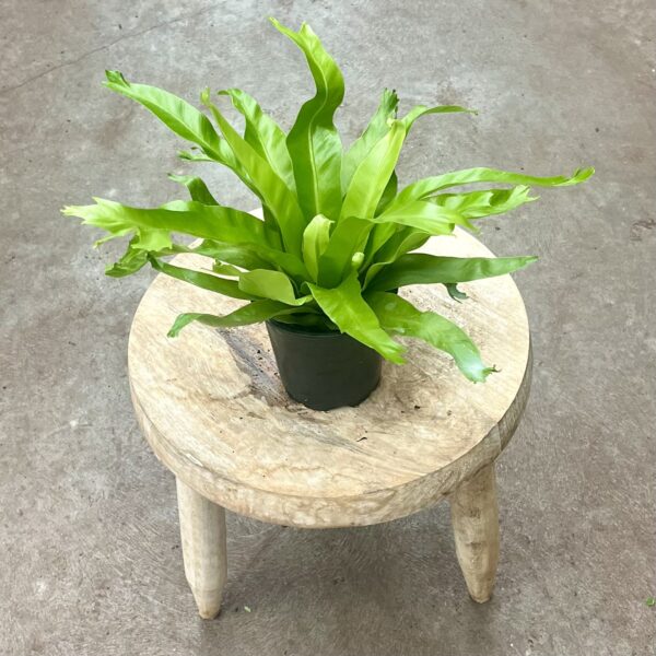 4" Fern Chrissy Bird's Nest