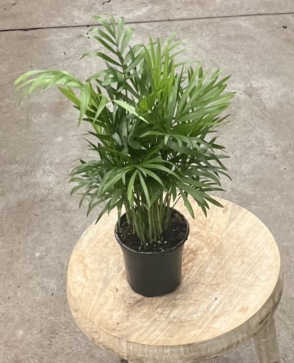 4" Palm Neanthe Bella