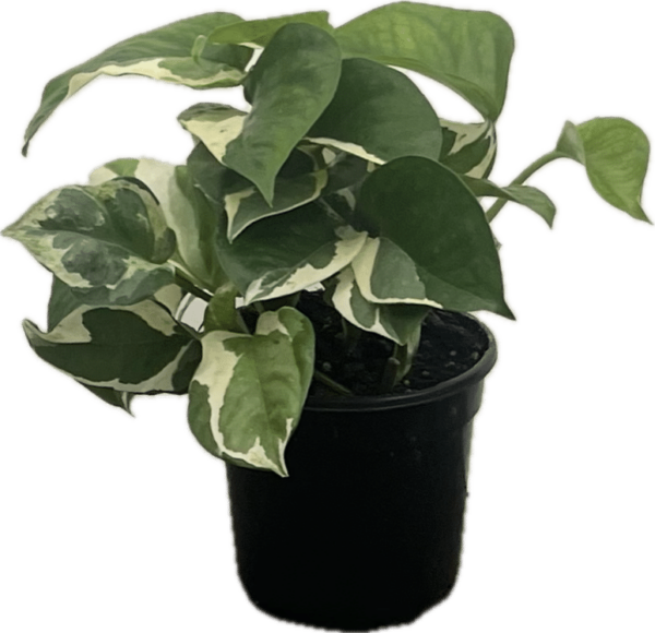 4" Pothos Pearls N Jade
