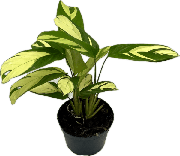 6" Calathea Pilosa