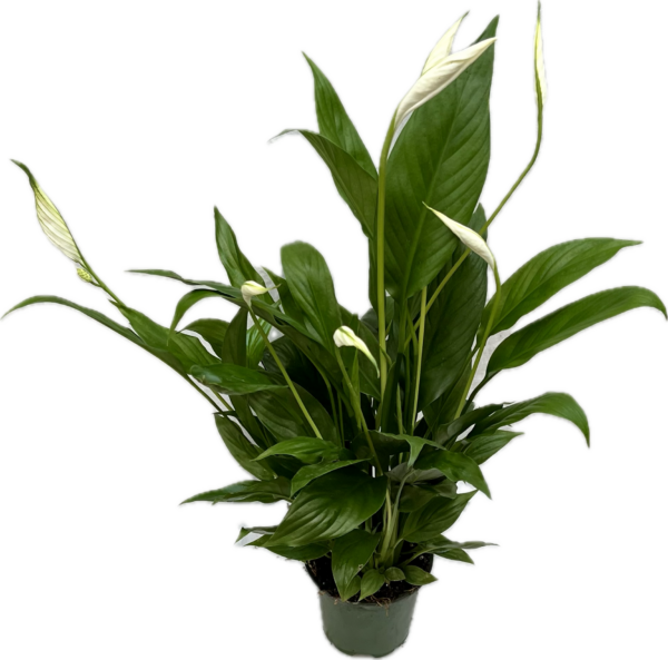 4" Spath