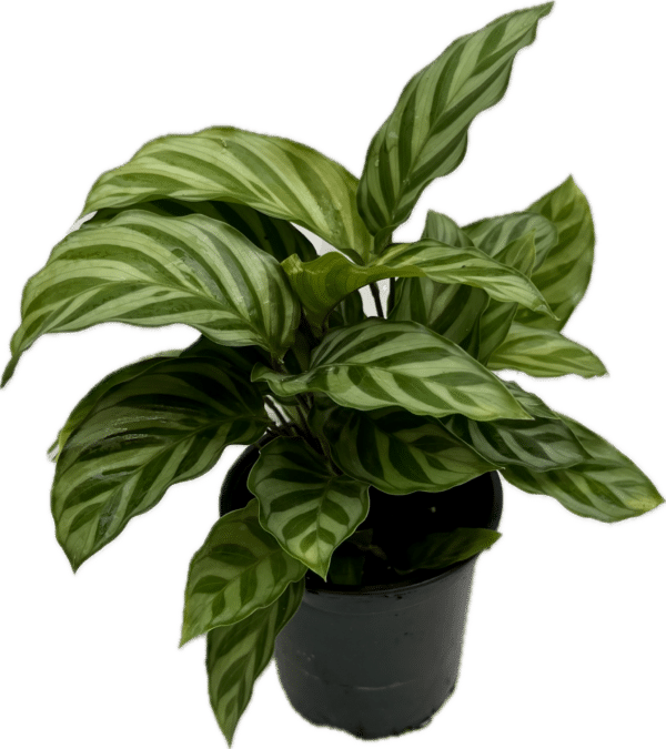4" Calathea Concinna