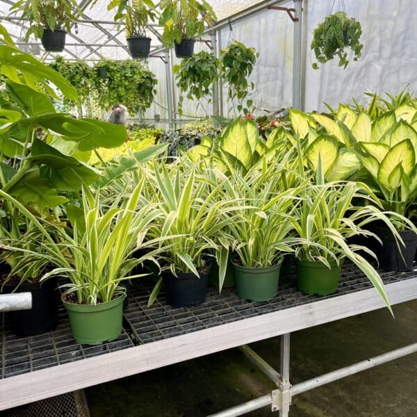 6" Spider Plant