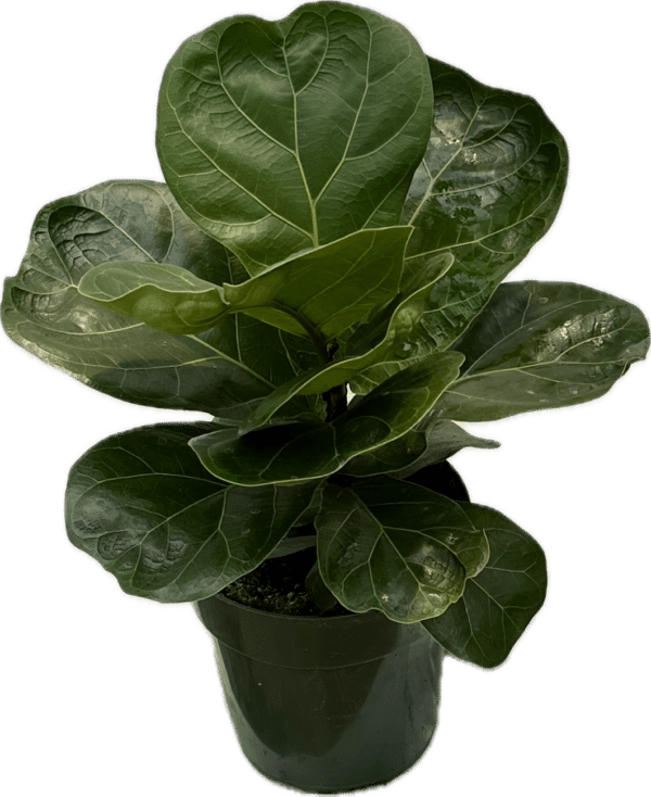 6" Fiddle Fig (Bush)