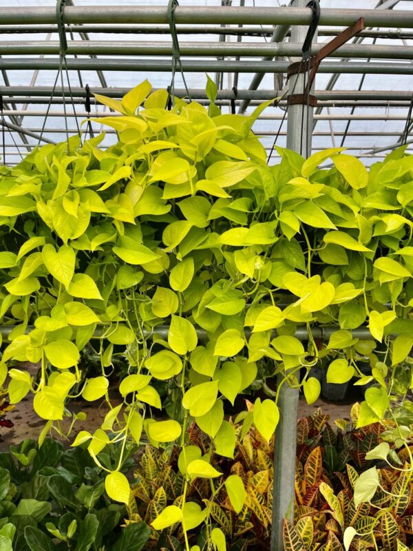 8" HB Pothos Neon