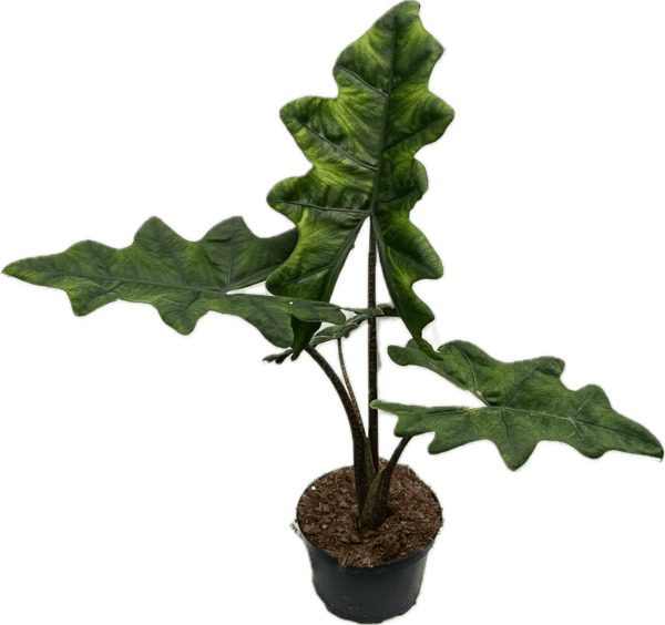 6" Alocasia Jacklyn