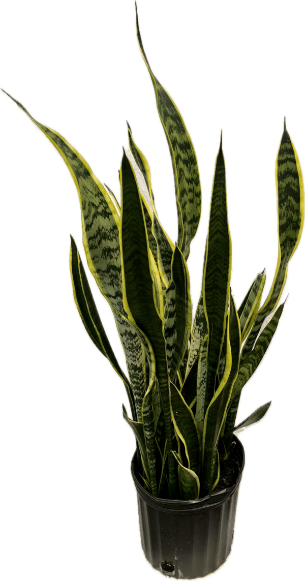 8" Sansevieria Laurentii