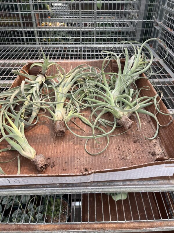 Air Plant Assorted Large - Image 2