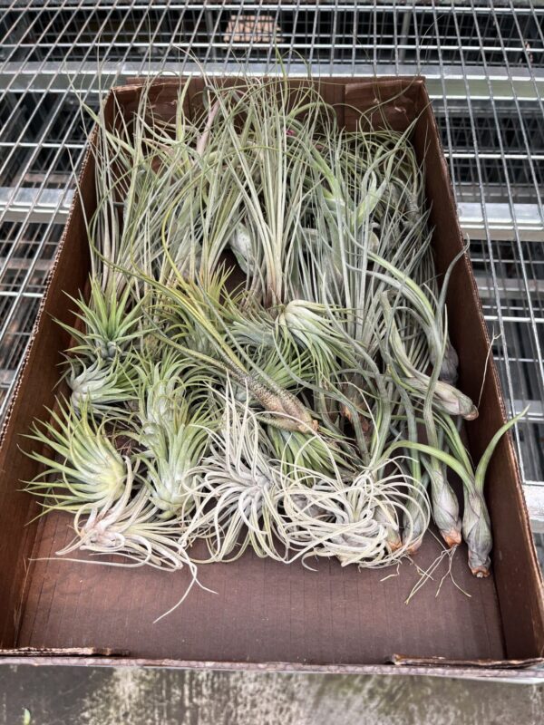 Air Plant Assorted Large