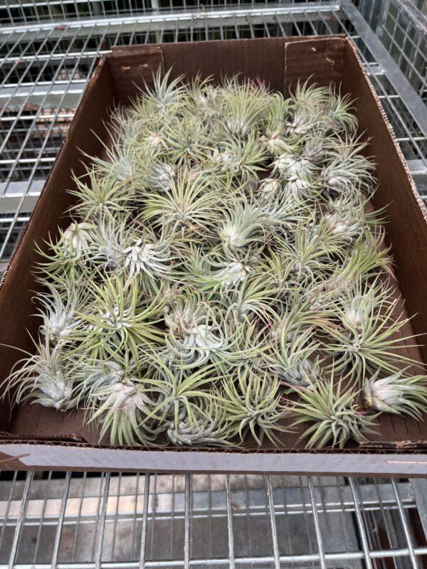 Air Plant Assorted Small