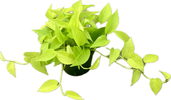 6" Pothos Neon Tub