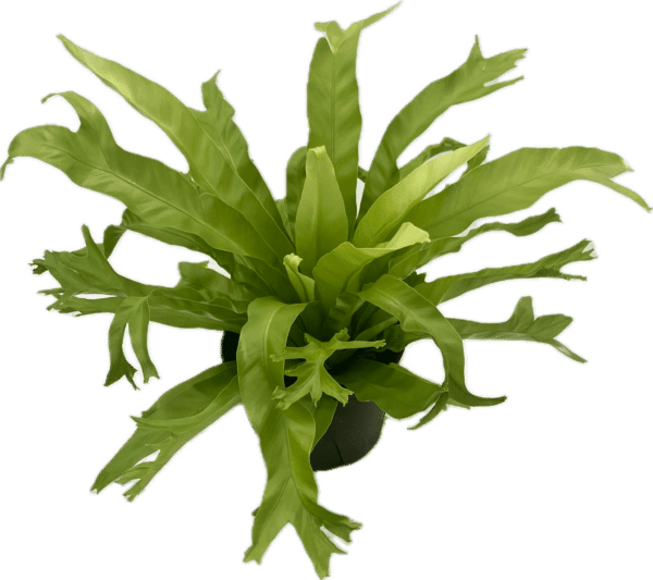 6" Birds Nest Fern Chrissy