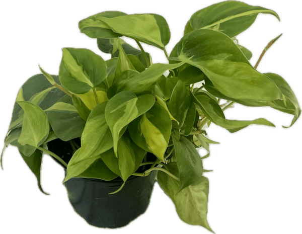 6" Philodendron Brazil Tub