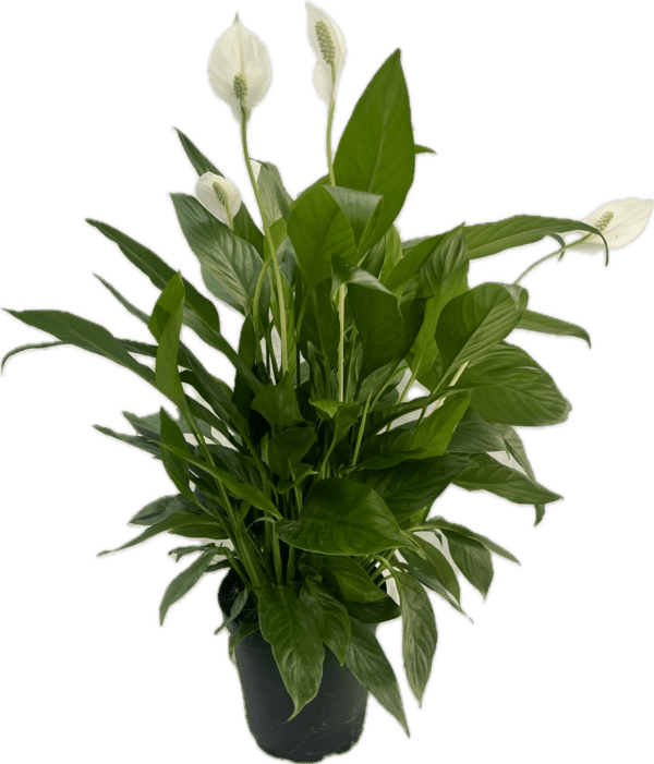 6" Spath