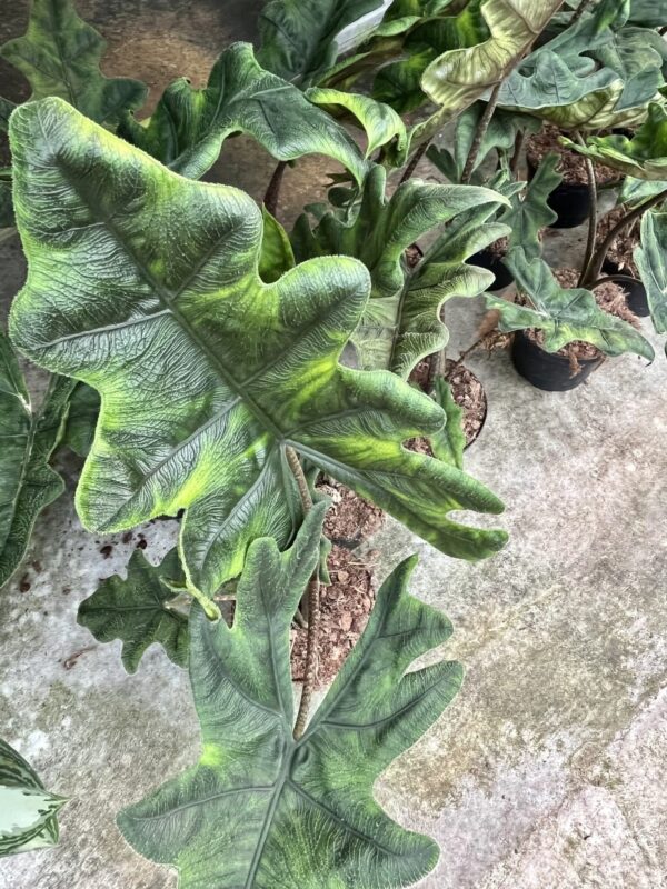 6" Alocasia Jacklyn - Image 2