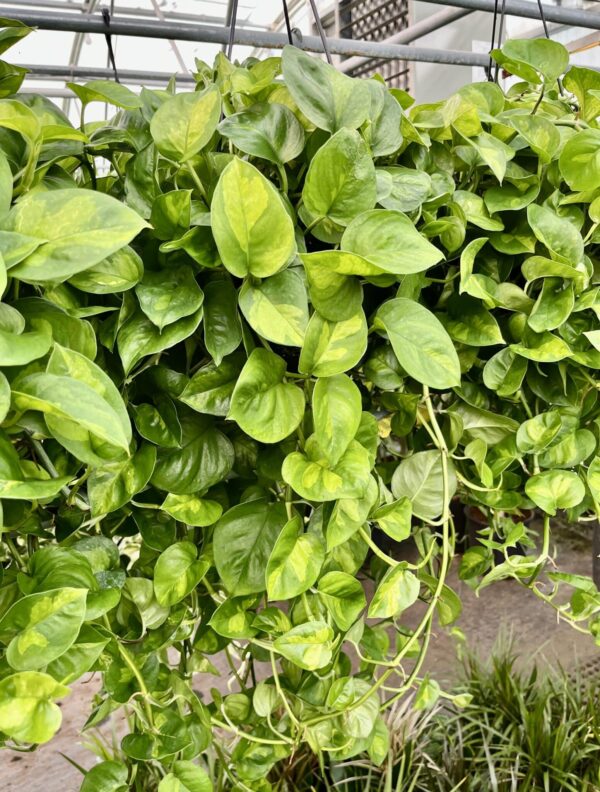 8" HB Pothos  Global Green - Image 2