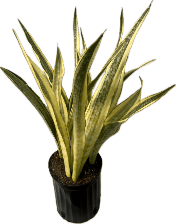 8" Sansevieria Yellowstone