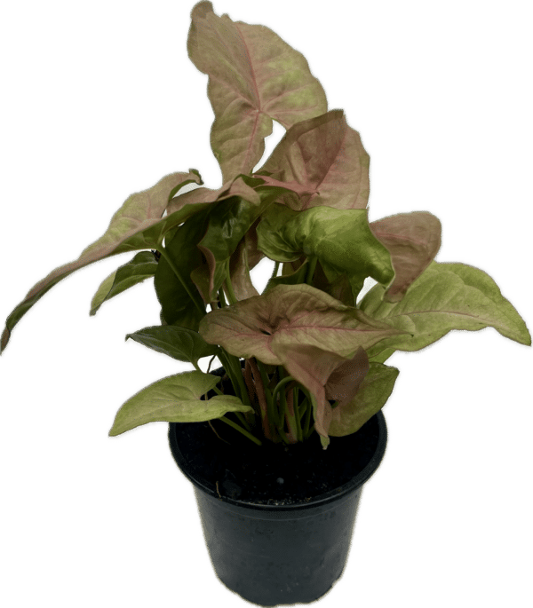 4" Syngonium Neon