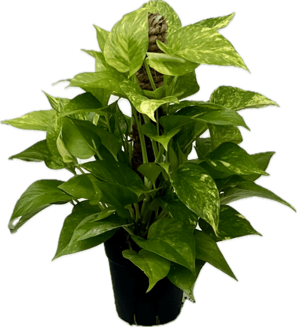 6" Pothos Golden Pole