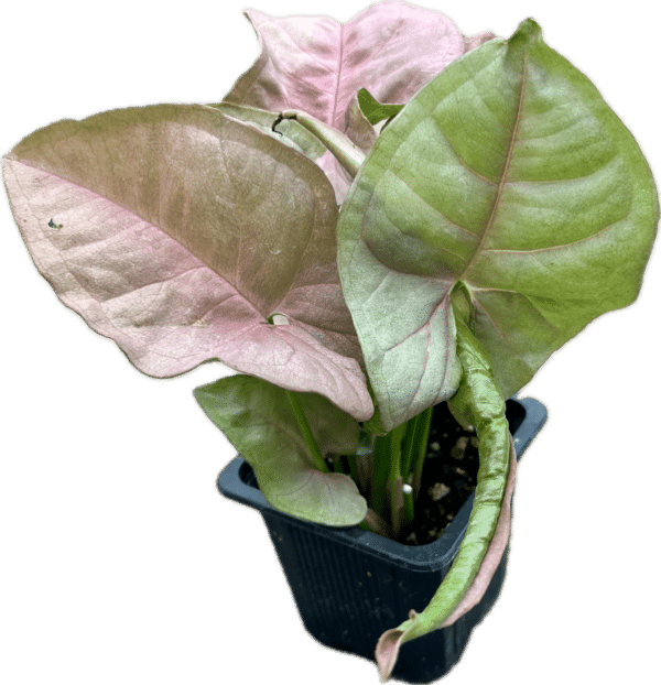 3" Nephthytis Pink