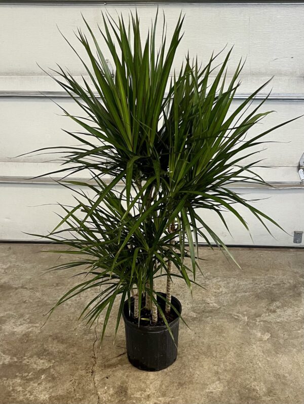 10" Marginata Staggered