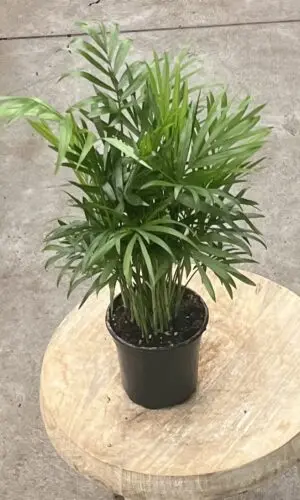 4" Palm Neanthe Bella
