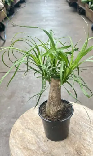 4" Palm Ponytail