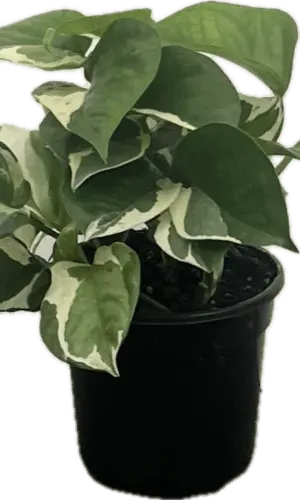 4" Pothos Pearls N Jade