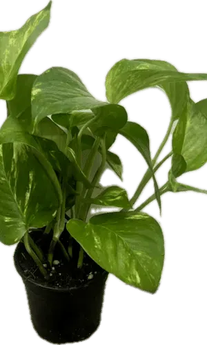 4" Pothos Golden