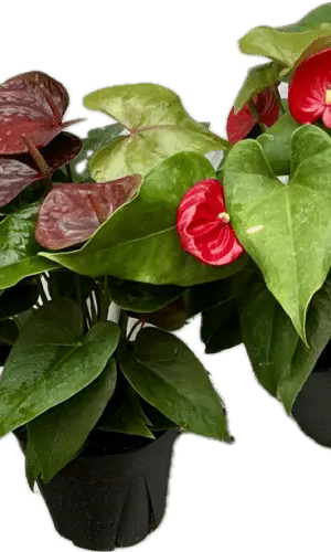 6" Anthurium Assorted