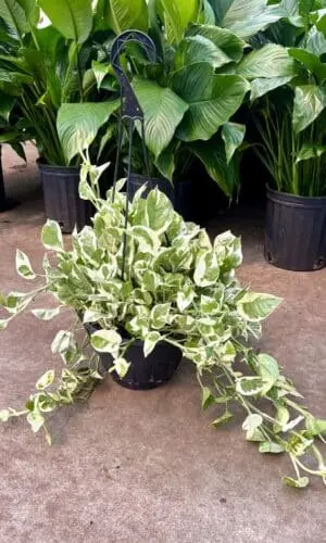 8" HB Pothos Pearls & Jade