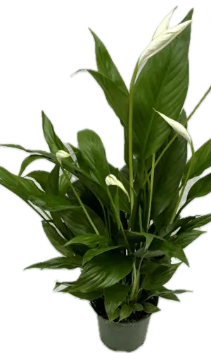 4" Spath