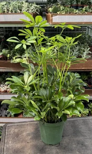 6" Arb Green