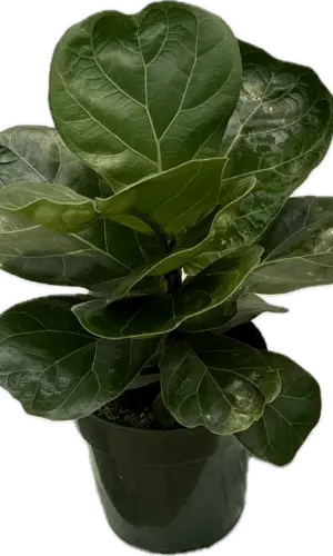 6" Fiddle Fig (Bush)