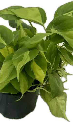 6" Philodendron Brazil Tub