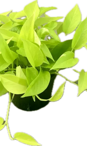 6" Pothos Neon Tub