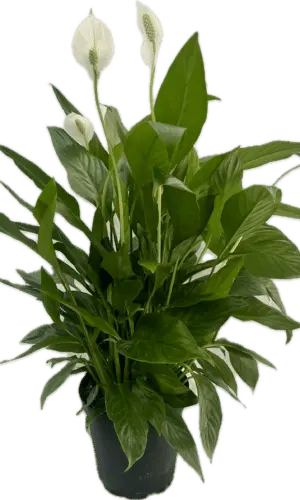 6" Spath