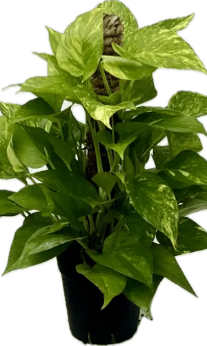 6" Pothos Golden Pole
