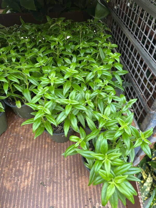 4" Goldfish Plant - Image 2