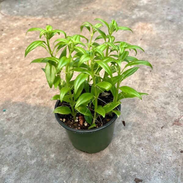 4" Goldfish Plant