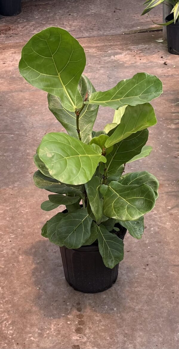 8" Fiddle Leaf Fig (Bush)