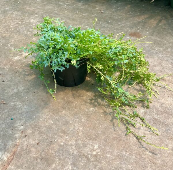 6" Fern Rainbow